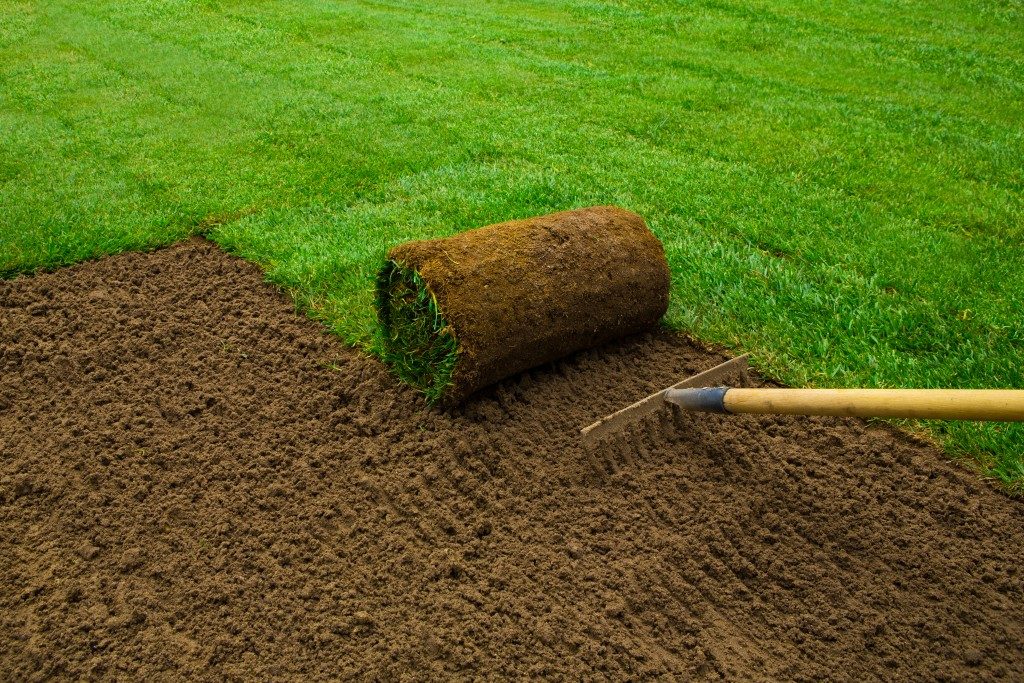 Gardener applying turf rolls in the backyard